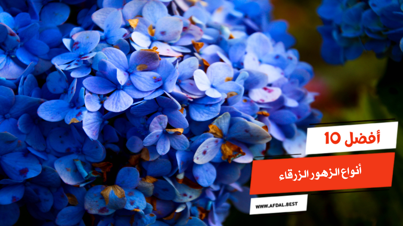 أفضل 10 أنواع الزهور الزرقاء