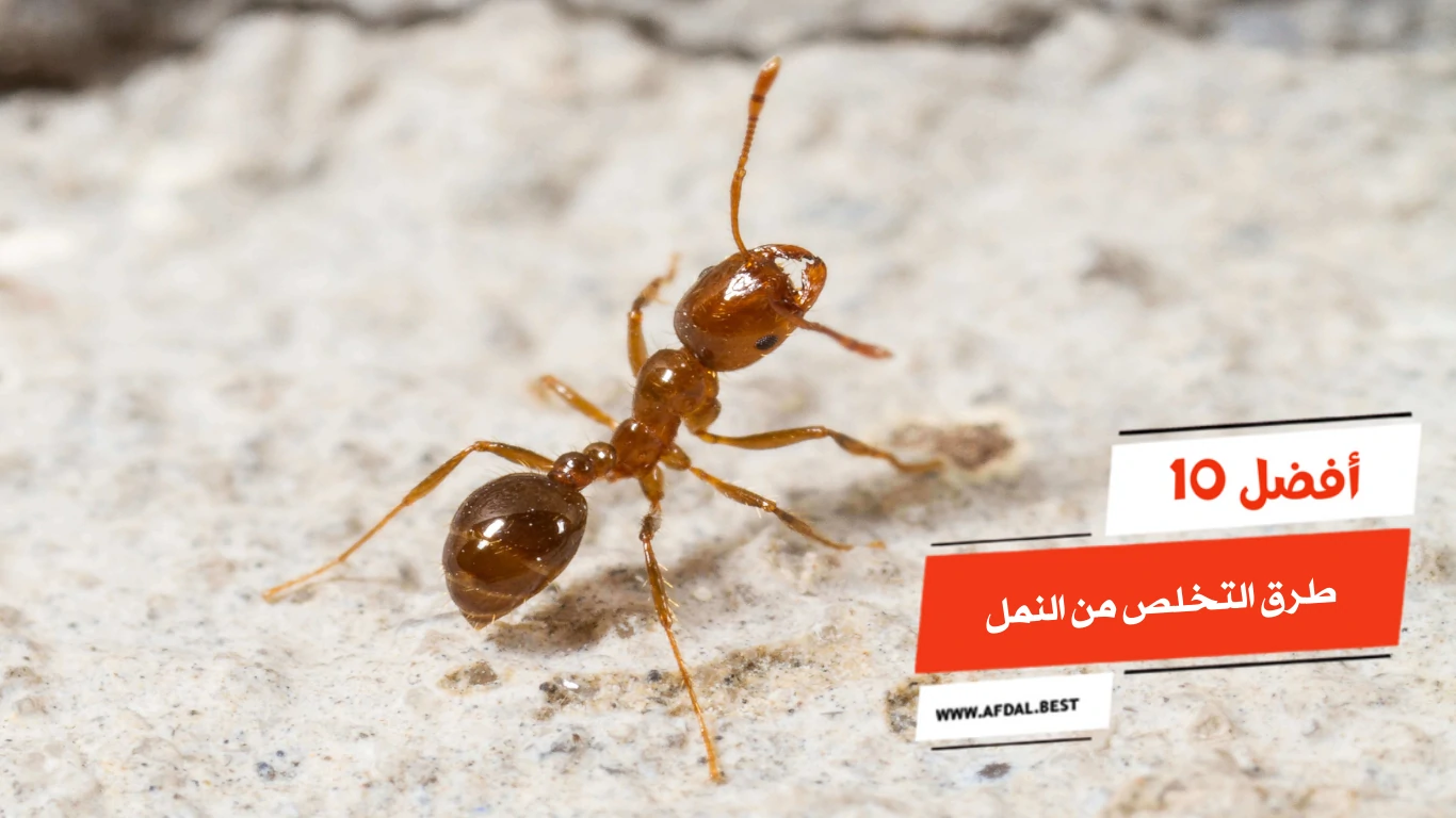 أفضل 10 طرق التخلص من النمل